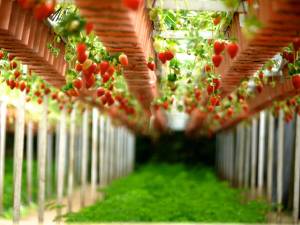 Fragole in agricoltura idroponica e aeroponica: il successo veneto