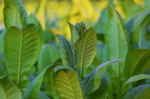 Accordo tra JTI Italia e filiera del tabacco: "Questo settore è un'eccellenza nazionale"