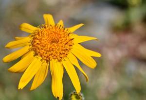 Arnica: proprietà e benefici della pianta perenne