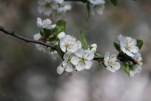 Biancospino: proprietà, benefici e controindicazioni