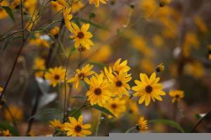 Arnica, alleata per la bellezza di pelle e capelli