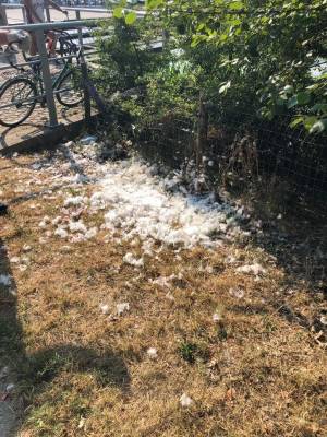 "Forse l'ha mangiato". Sventrato da un uomo: l'orrore sul cigno del Parco Nord