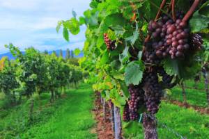 Parte la vendemmia, anticipo record