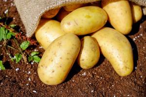 Dieta della patata, come perdere cinque chili in tre giorni