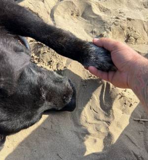 Il cane Poldo tenuto per mano dal dog trainer