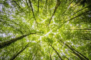 Giornata mondiale delle foreste 2023: impatto sull’ambiente e iniziative