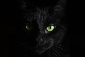Malìa, alterigia e libertà. Il gatto secondo Lovecraft