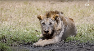 Il più vecchio leone d'Africa è stato ucciso: aveva 19 anni