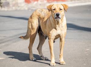 Cani randagi al fronte: la proposta di un deputato russo