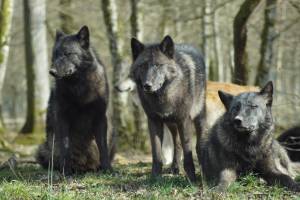 Roma, quattro puledri uccisi dai lupi. Sgomento degli allevatori: "Mai successo"