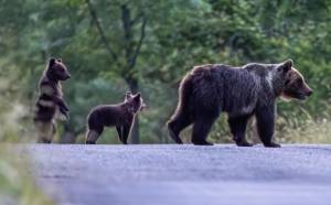 Amarena con i suoi cuccioli