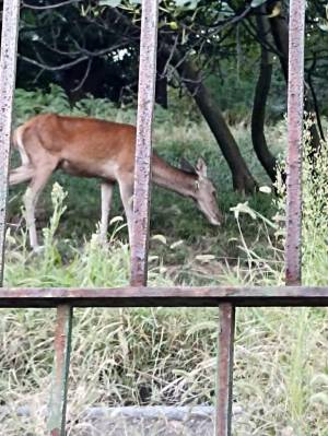 Cervo con una freccia nel collo, nuovo episodio di crudeltà contro gli animali