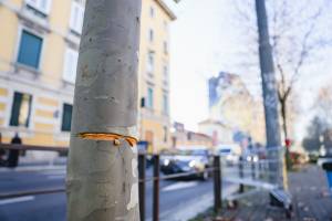 Milano, cavo teso in viale Toscana: le immagini choc