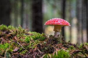Intossicazione da funghi: i sintomi e il trattamento