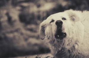 Sbranata dal proprio cane, tragedia a Pesaro Urbino. Morta una donna