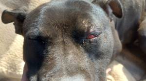 Palermo, le terribili torture sul cane: lo pestano e poi lo seppelliscono ancora vivo