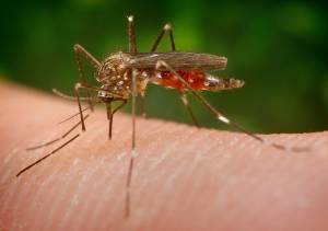 La zanzara giapponese arriva in Italia: punture dolorose e irritazione