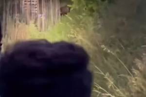 Minacciano azione legale contro giovani che filmano un orso: l'ultima provocazione degli animalisti