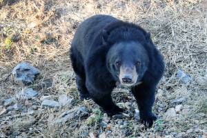 "Bata selfie con l'orso depresso", la polizia lancia l'allarme. Animali stressati