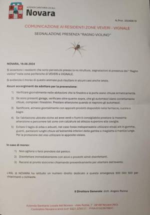 "Invasione di ragni violino a Novara": scatta l'allarme. Ma è tutto falso: cosa è successo