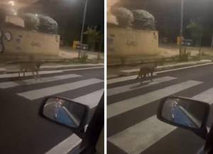 Roma, bimbo di 4 anni aggredito da una lupa. Catturato l'animale