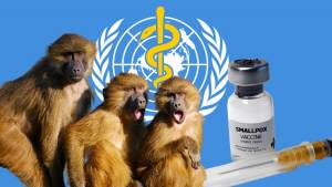 Vaiolo delle scimmie, già preparano “l’emergenza internazionale” (e i vaccini)