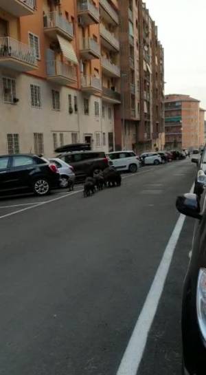 La famiglia (felice) di cinghiali a spasso per il centro di Roma