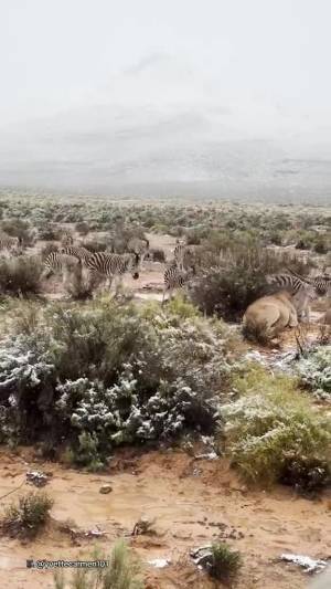 Leoni, giraffe e zebre imbiancati dalla neve: il video del "safari bianco" in Sudafrica