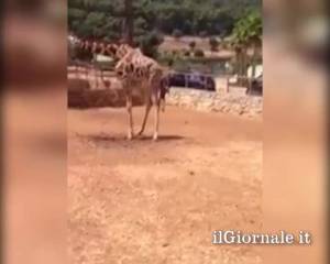 Giraffa partorisce sotto gli occhi dei turisti