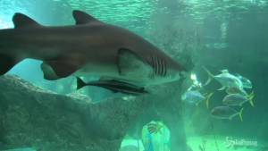 Presepe subacqueo nella vasca degli squali allo zoo di Madrid 
