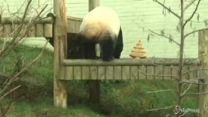 Allo zoo di Edimburgo il panda riceve la torta di Natale