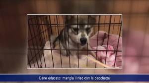 Cane educato: mangia il riso con le bacchette 