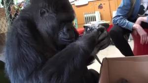 Il gorilla Koko adotta due gattini orfani