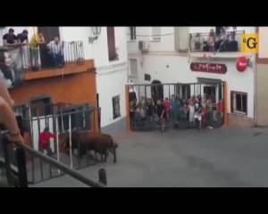 Toro sfonda gabbia di protezione e incorna spettatore