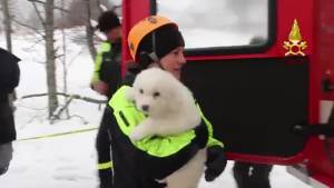 Il salvataggio dei tre cuccioli di pastore abruzzese