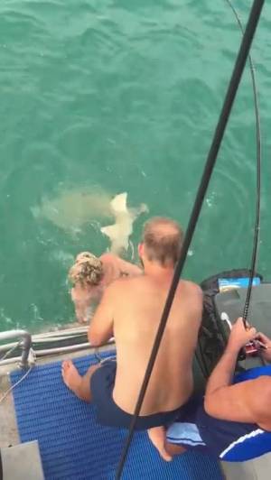 Si tuffa per catturare lo squalo a mani nude: finisce malissimo