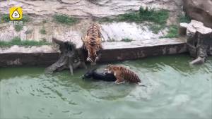 Asino vivo gettato in pasto alle tigri, video choc da uno zoo in Cina