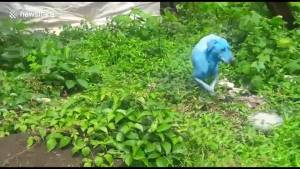 India, allarme inquinamento: i cani sono blu