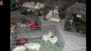 Udine, smantellata banda che trafficava cuccioli di cane