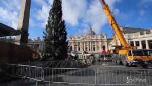 Roma, arrivato il grande albero di Natale di Piazza San Pietro