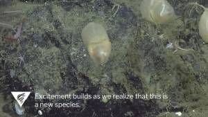 Gli "alieni" in fondo al mare: scoperta una nuova specie