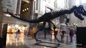 Milano, il T-Rex più grande al mondo in stazione Centrale