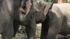 Indonesia: elefante selvatico distrugge villaggio, cacciato