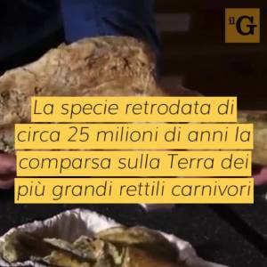 Dinosauro italiano del Giurassico, ecco i dati del “Saltriovenator”