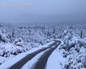 Neve in Arizona, i cactus imbiancati