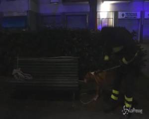 Milano: pitbull azzanna tre persone, l'animale catturato dai vigili del fuoco