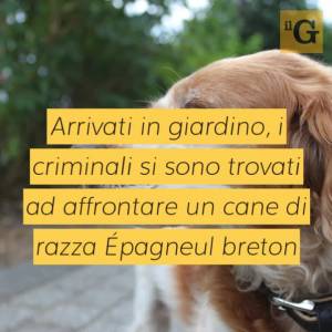 Ladri massacrano di botte un cane: lo salvano gli agenti