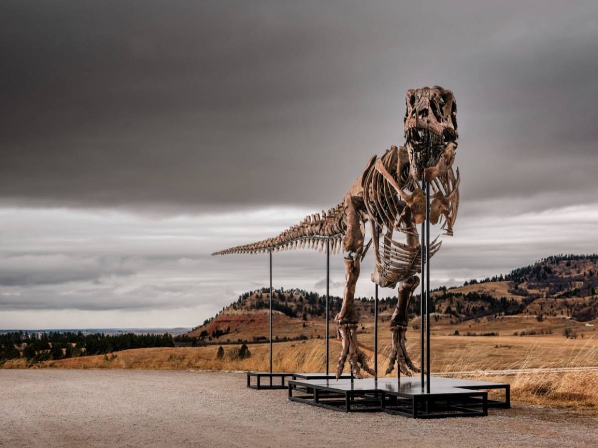 ieri muore sam neill oggi uno dei pi249 grandi t rex va all8217asta tra le proteste degli scienziati da Ilgiornale.it ieri muore sam neill oggi uno dei pi249 grandi t rex va all8217asta tra le proteste degli scienziati