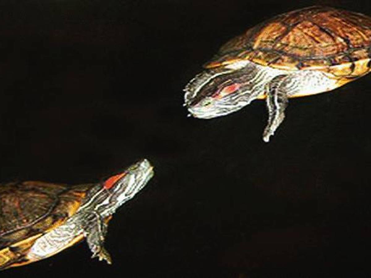 Cinque mondiali e tre Olimpiadi ilGiornale.it