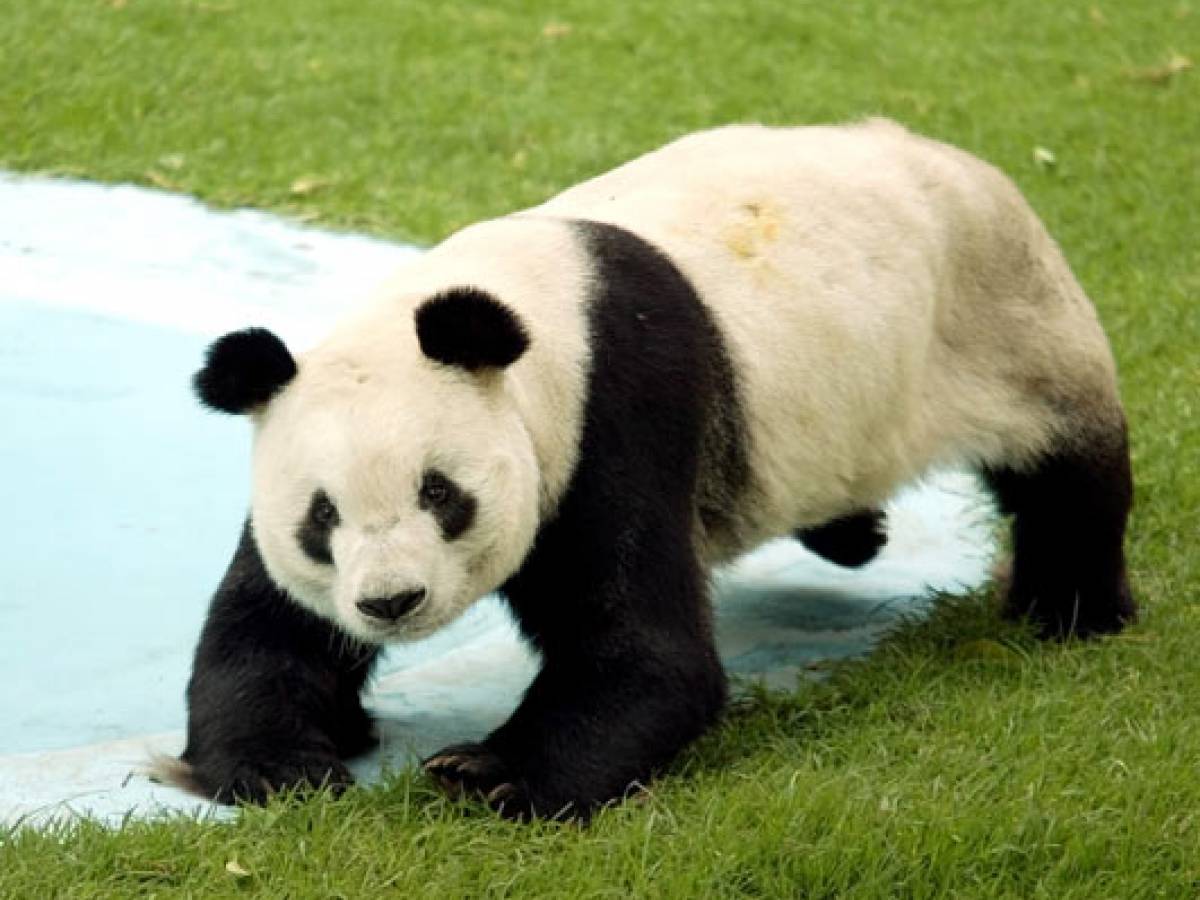 Панда линг. Панда. Маленькая Панда. Панда в Московском зоопарке.